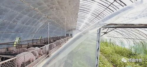 智能監(jiān)測，精準(zhǔn)調(diào)控 紅外CO2傳感器在現(xiàn)代溫室養(yǎng)殖場中的關(guān)鍵作用